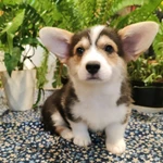 Фото №4 Вельш корги пемброк щенки трёхцветные