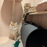 Фото №4 Гостиница для кошек в САО Москвы