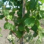 Продажа виноградника в Краснодарском крае.