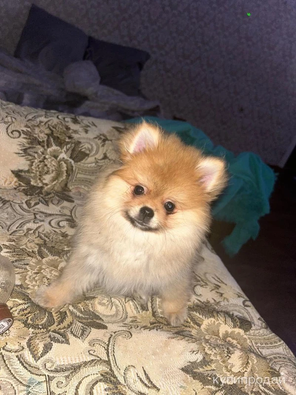 Фото Продам шпица