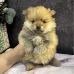 Фото №4 Щенки померанского шпица