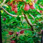 Фото №8 Дом 280 м2