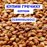 фото Купим гречиху от 40 тонн, возможен самовывоз