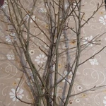 Фото №5 Свежие веточки березы, липы, ивы, осины