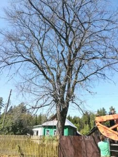 Фото Землечист