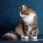 Фото №7 Котëнок норвежской лесной кошки.