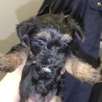 Фото №3 Продам Йоркширского терьера