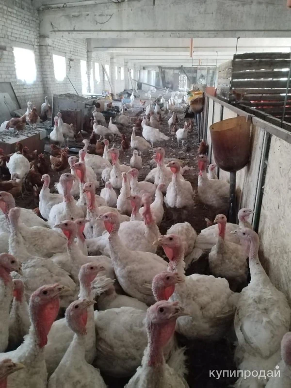 Фото Земля,готовый бизнес ООО