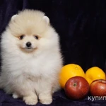 Фото №2 Щенок померанского шпица- мальчик