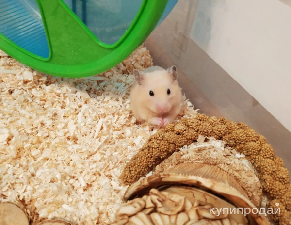 Фото Хомячок