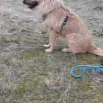 Фото №2 Ищу дом для собаки-друга