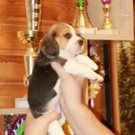 Фото №3 щенки бигля ркф