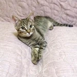 Фото №4 Маленькая королева Кетти в добрые руки