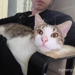 Фото №2 Ищет дом чудесный котик.