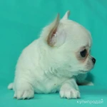 Фото №6 чихуахуа белая ГШ девочка шоу