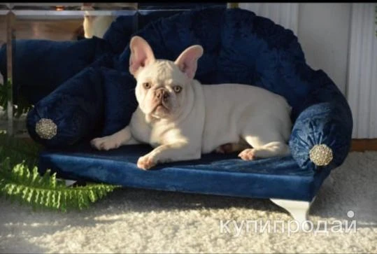 Фото Французский бульдог