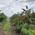 Фото №5 Готовый бизнес, черешневый сад 11,4 Га