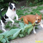 Фото №4 Щенки американского стаффордширского терьера