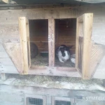 Фото №4 Кролики