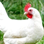 Фото №4 Куры Несушки с доставкой