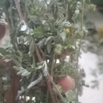 Фото №6 Якорцы стелющиеся, цена за 100 грамм.