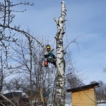 Фото №3 Спил деревьев
