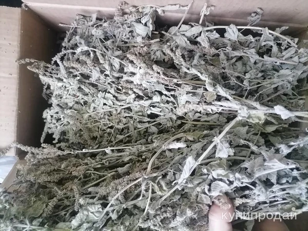 Фото Дикая луговая мята. Цена за 100 грамм.