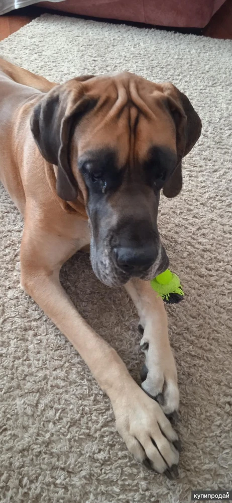 Фото Дрессировка