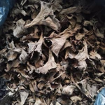 Фото №3 Грибы