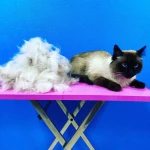 Фото №23 Стрижка, мытьё, тримминг, гигиеничекий уход собак и кошек