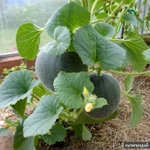 Фото №6 Арполит - идеально для любых растений