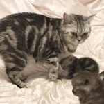 Фото №3 Шотландские котята♥️