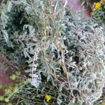 Фото №9 Якорцы стелющиеся, цена за 100 грамм.