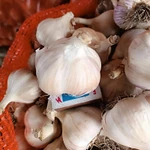 Фото №2 Чеснок Любаша