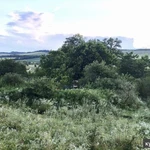 Фото №2 Мёд разнотравье с собственной пасеки, Кубанский