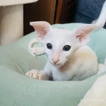 Фото №9 Продаю прекрасных ориентальных котят