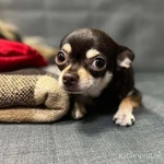 Фото №3 Передержка животных;)