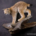 Фото №4 Чучела диких животных