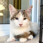 Фото №3 Котенок Веснушка - воплощение позитива и радости в дар