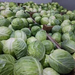 фото капуста