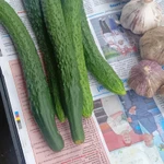 Фото №3 Свежие огурчики