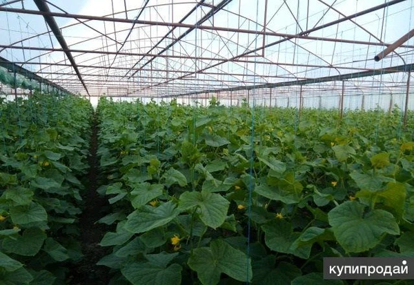 Фото Тепличное хозяйство 1,2 Га (собственность).