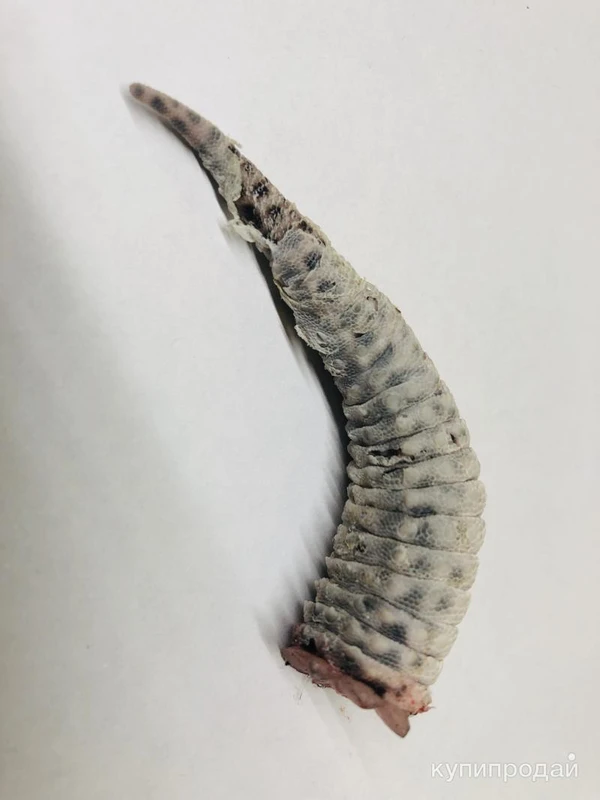 Фото Хвост эублефара