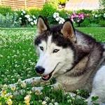 Фото №5 Вязка хаски