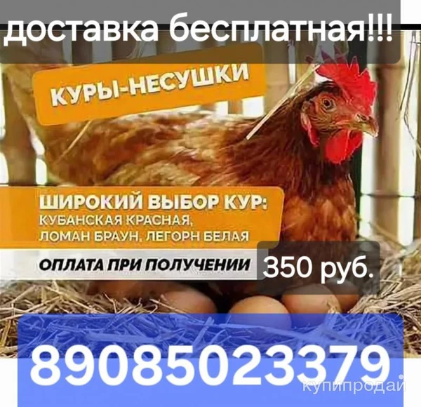 Фото Куры-несушки с доставкой!!!!