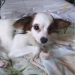 Фото №3 Метис чихуахуа и папийона