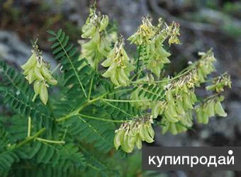 Фото Астрагал перепончатый. Семена с доставкой по России.