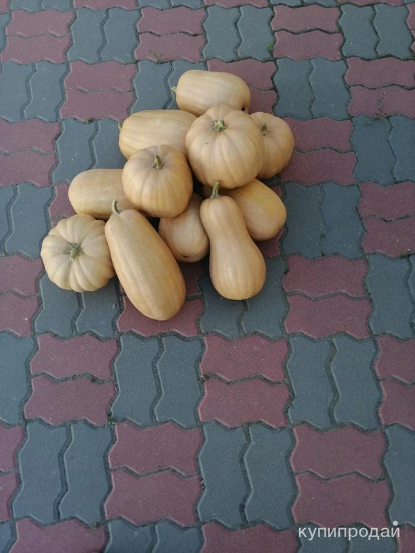 Фото Продам тыкву.