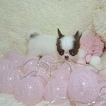 Фото №2 Сказочный мини эльфик-девочка