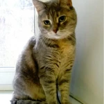 Фото №7 Алиса ждет любящих родителей